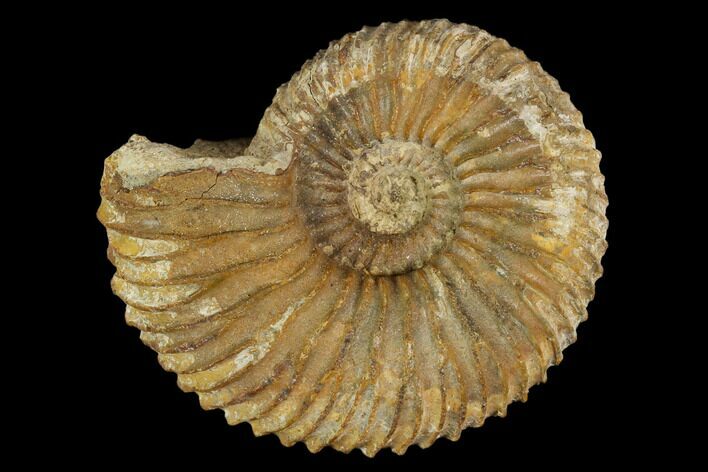 Ammonite (Garantiana) Fossil - Dorset, England #130209